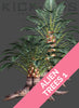 ALIEN TREES 1