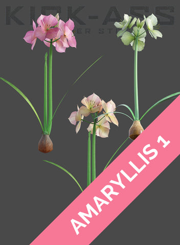 AMARYLLIS 1