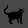 CATS - BLACK 1