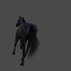 HORSES - BLACK