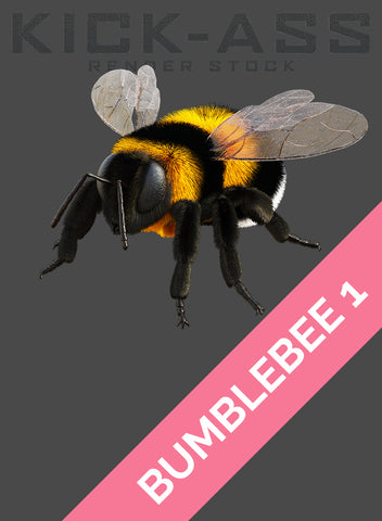 BUMBLEBEE 1