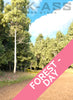 FOREST - DAY