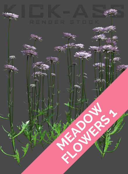 MEADOW FLOWERS 1