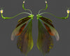 ORCHID WINGS