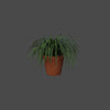 POTTED PLANTS 1