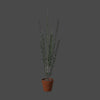 POTTED PLANTS 2