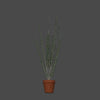 POTTED PLANTS 2