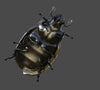 SCARABS